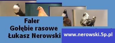 Gołębie Rasowe Łukasza Nerowskiego 