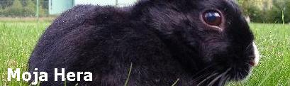 Moja Króliczka Hera